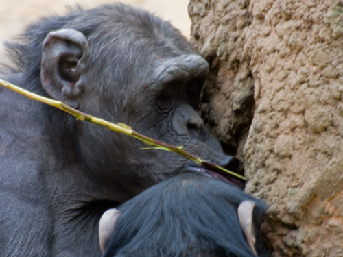 チンパンジー 2の高画質画像