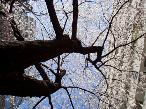 桜の高画質画像