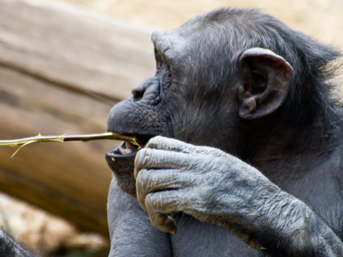 チンパンジー 3の高画質画像