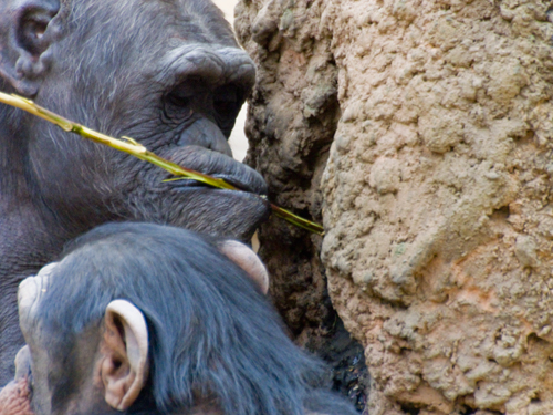 チンパンジー 4の高画質画像