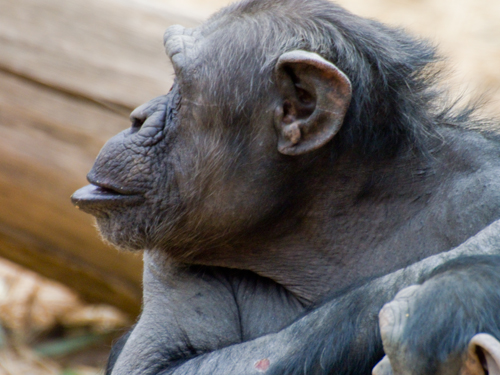 チンパンジー 5の高画質画像