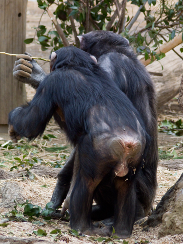 チンパンジーの高画質画像