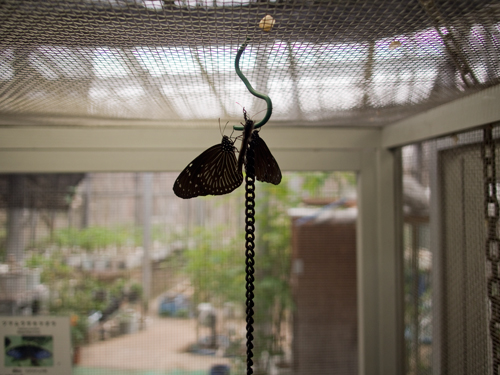 蝶 1の高画質画像