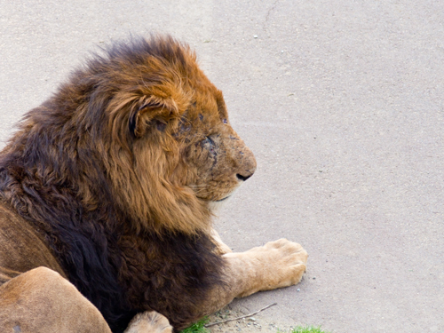 ライオン 1の高画質画像