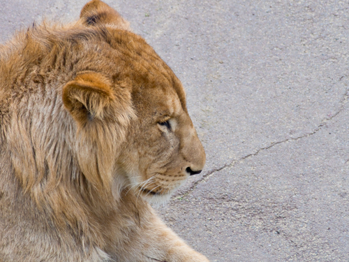 ライオン 2の高画質画像