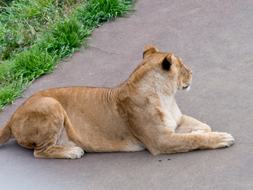 ライオン 3の高画質画像