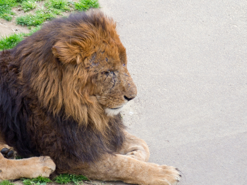 ライオン 6の高画質画像