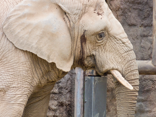 アフリカゾウ 1の高画質画像