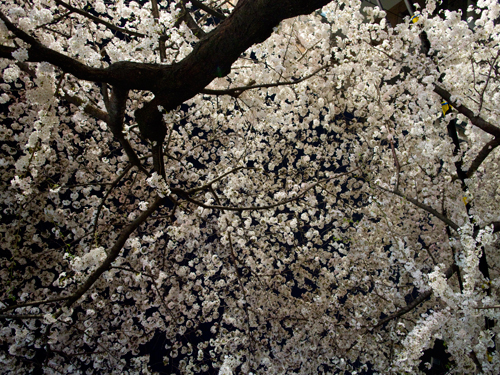 夜桜の高画質画像