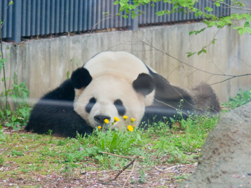 シンシン・リーリー、上野動物園のパンダ 2の高画質画像