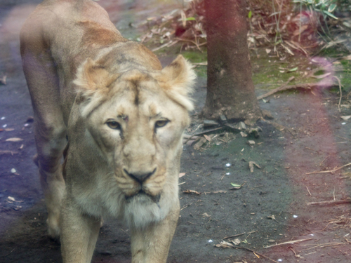 ライオンの高画質画像