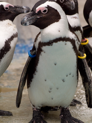 ケープペンギン 2の高画質画像