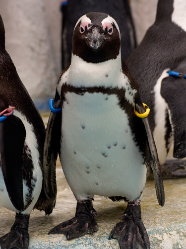 ケープペンギン 3の高画質画像