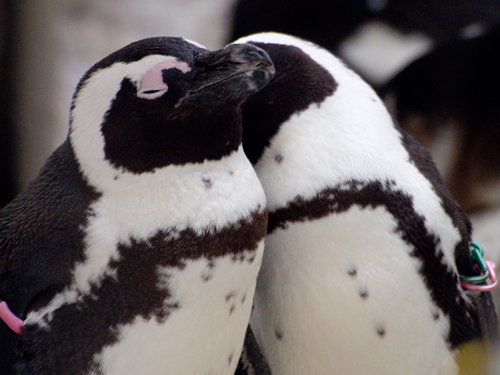 ケープペンギン 5の高画質画像