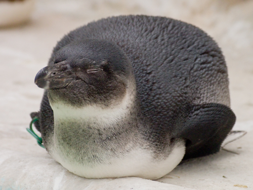 ケープペンギンの赤ちゃんの高画質画像