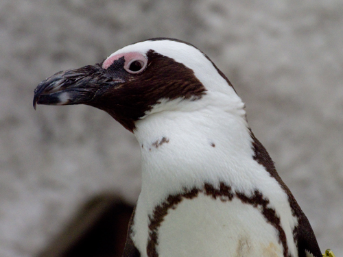ケープペンギン 6の高画質画像