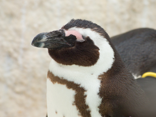 ケープペンギン 7の高画質画像