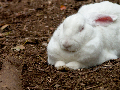 ウサギの高画質画像