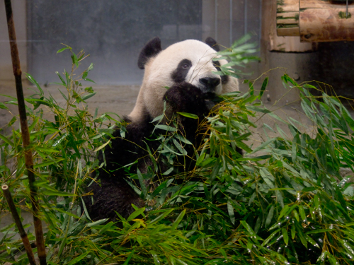 シンシン・リーリー、上野動物園のパンダ 3の高画質画像