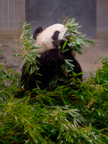 シンシン・リーリー、上野動物園のパンダ 4の高画質画像