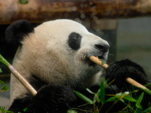 シンシン・リーリー、上野動物園のパンダ 5の高画質画像