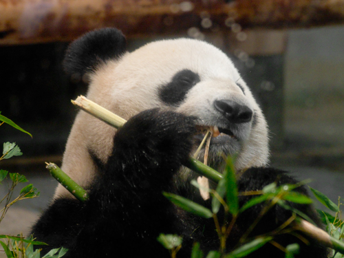シンシン・リーリー、上野動物園のパンダの高画質画像