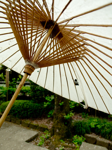 上野東照宮ぼたん苑、和傘の高画質画像
