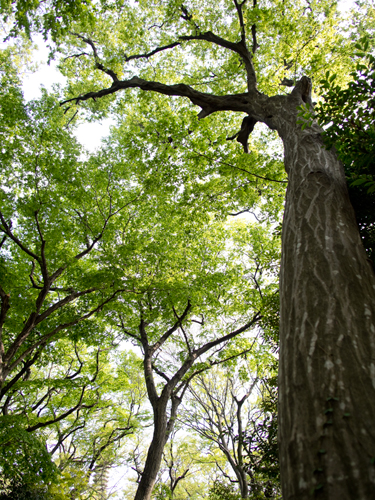 神代植物公園の森林 2の高画質画像