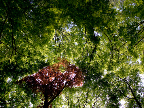神代植物公園の森林 5の高画質画像