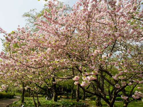 神代植物公園の桜 1の高画質画像