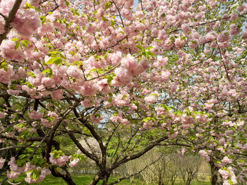 神代植物公園の桜 2の高画質画像