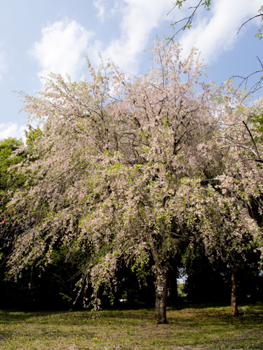 神代植物公園の桜 3の高画質画像