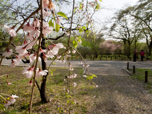 神代植物公園の桜の高画質画像
