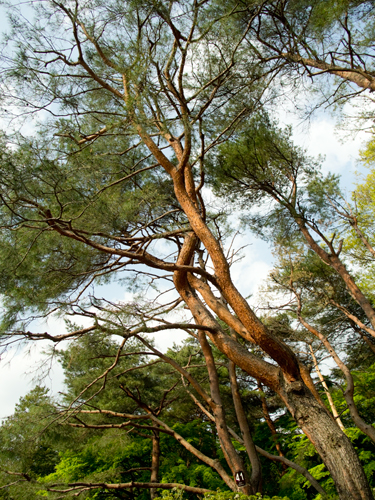 神代植物公園の森林 8の高画質画像