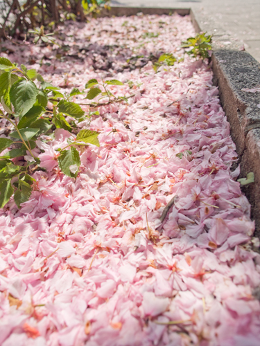落ちた桜の葉の高画質画像
