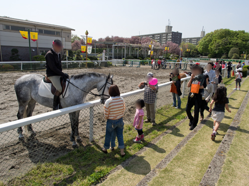 馬事公苑の馬 3の高画質画像