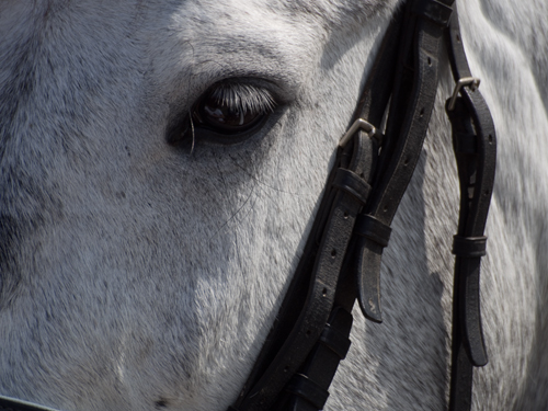 馬事公苑の馬 10の高画質画像