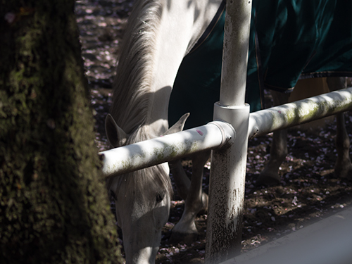 馬事公苑の馬 25の高画質画像