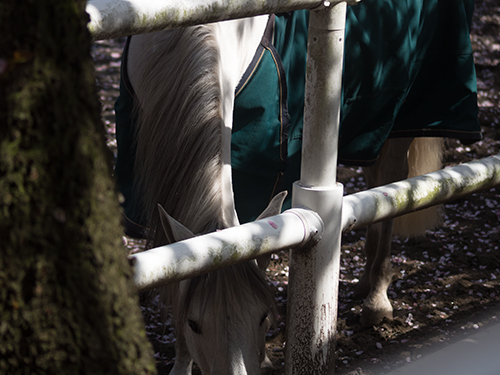 馬事公苑の馬 26の高画質画像