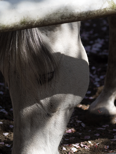 馬事公苑の馬 27の高画質画像