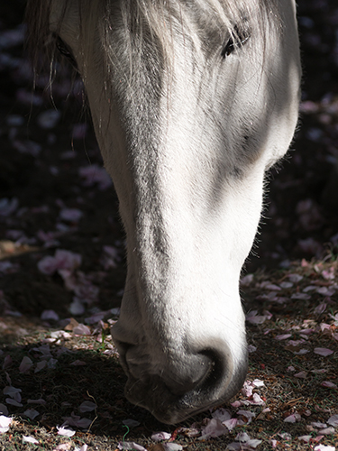 馬事公苑の馬 29の高画質画像