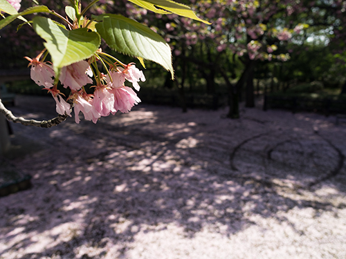 馬事公苑の桜 3の高画質画像