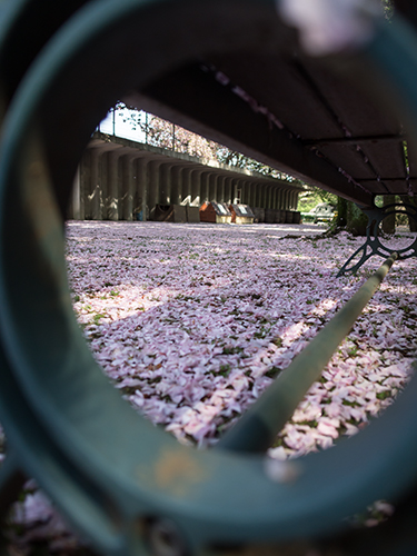 馬事公苑の桜 10の高画質画像