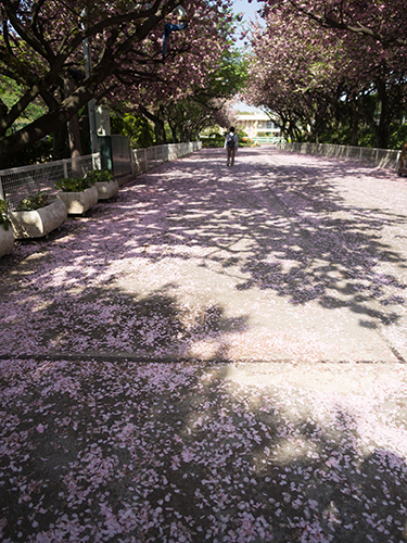 馬事公苑の桜 12の高画質画像