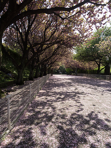 馬事公苑の桜 14の高画質画像