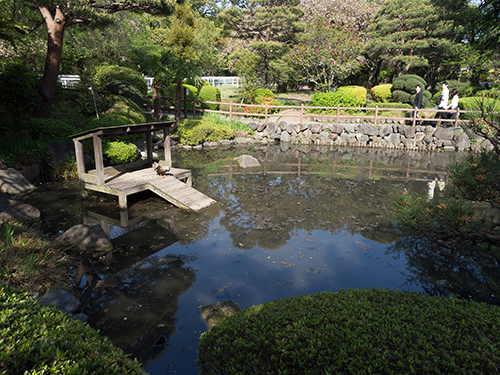 日本庭園の白鳥、馬事公苑 1の高画質画像