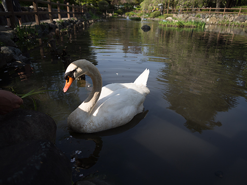 日本庭園の白鳥、馬事公苑 2の高画質画像