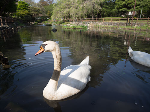 日本庭園の白鳥、馬事公苑 3の高画質画像