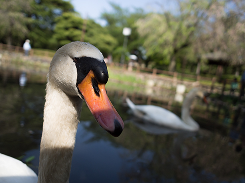 日本庭園の白鳥、馬事公苑 7の高画質画像