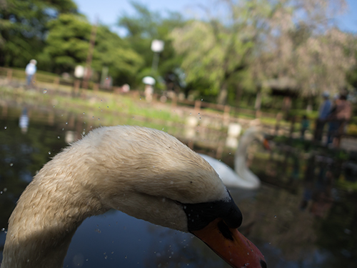 日本庭園の白鳥、馬事公苑 8の高画質画像